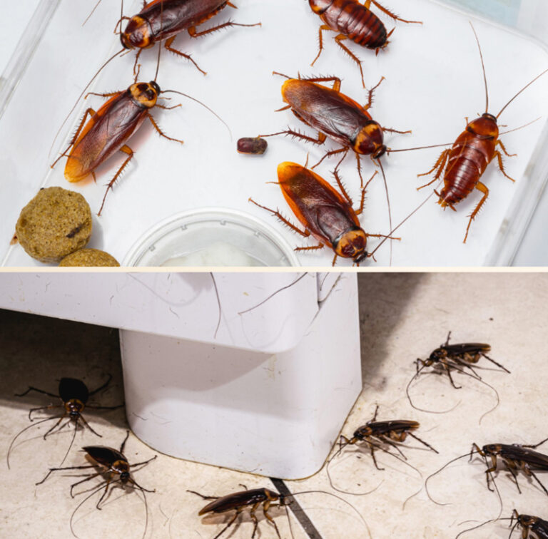 Cockroach Invasion: Spotting Infestations | Cockroach Control